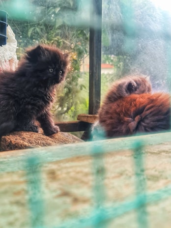 Two fluffy kittens with dark fur are sitting on a wooden surface. One kitten is looking attentively to the left with wide eyes, while the other kitten, partially turned away, appears to be resting or grooming itself. The background includes green foliage and a wooden structure, partially obscured by a blurred green mesh or netting in the foreground.