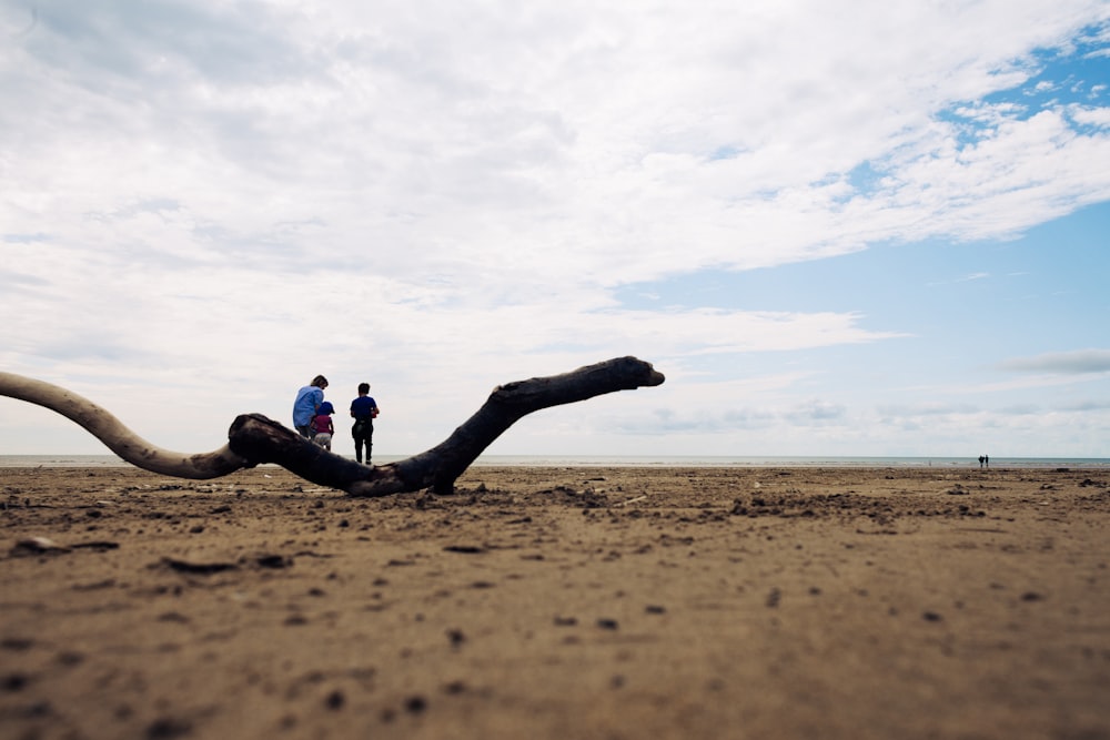 two people standing next to a tree branch on a beach