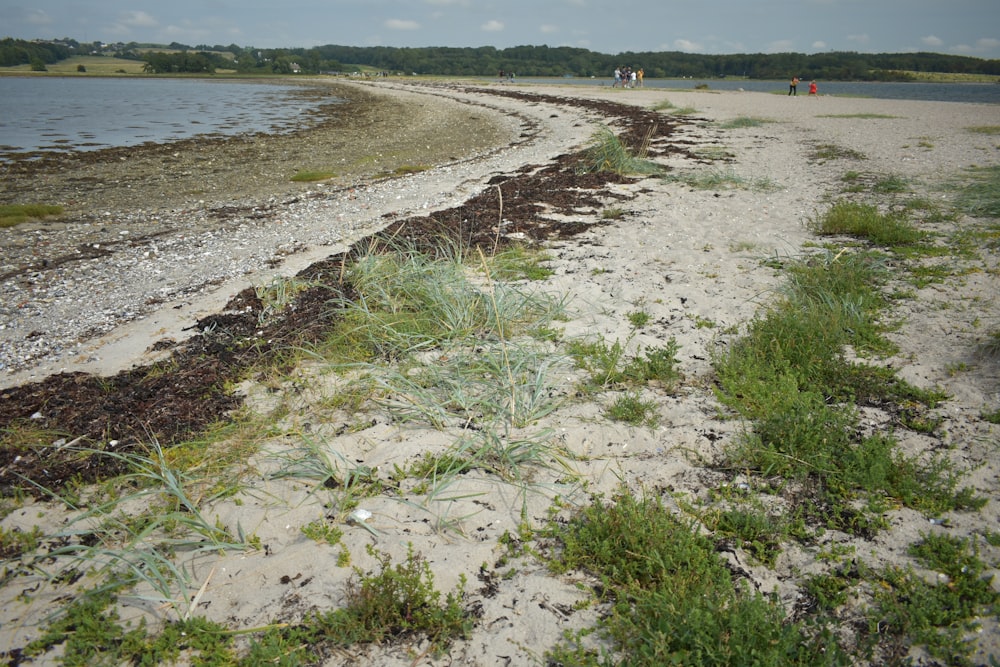 a group of people standing on a beach next to a body of water