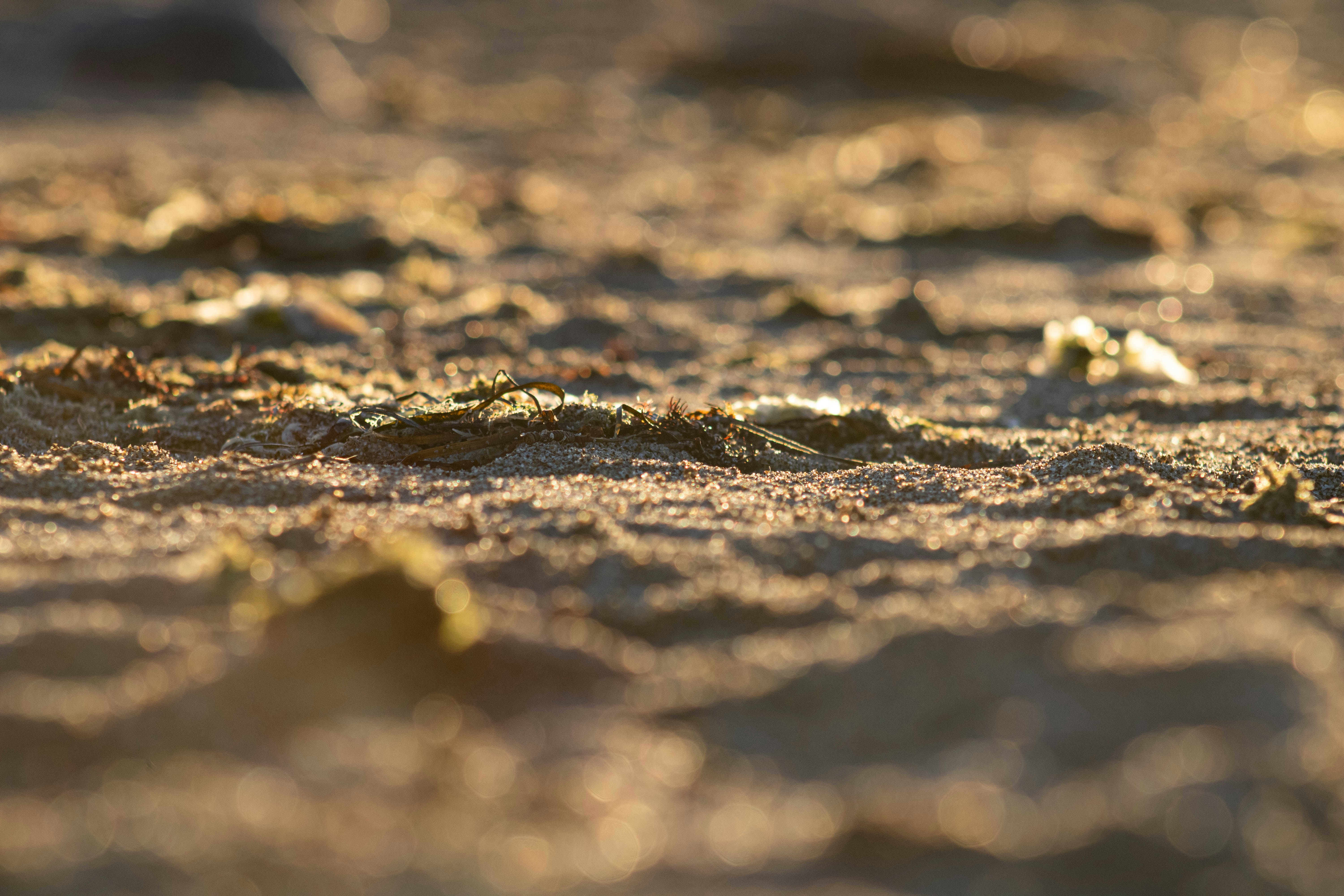 Kurumuş ve çatlamış bir nehir yatağındaki taşların arasında parlayan altın parçaları ve sikkeler.