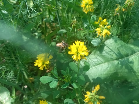 A thriving vegetable garden buzzing with bees and butterflies.