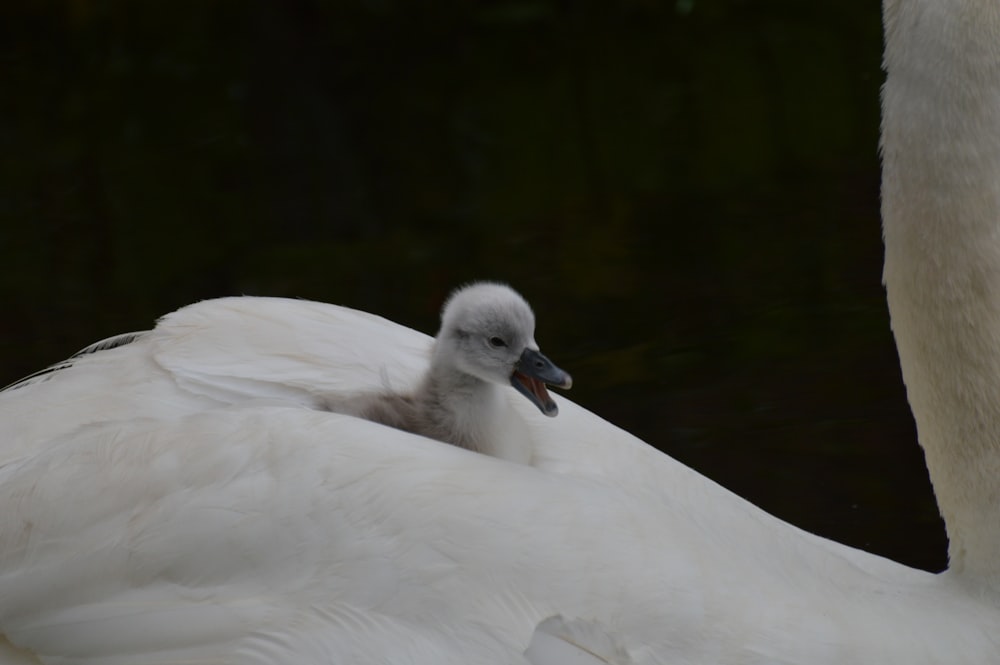 a close up of a bird with a baby bird