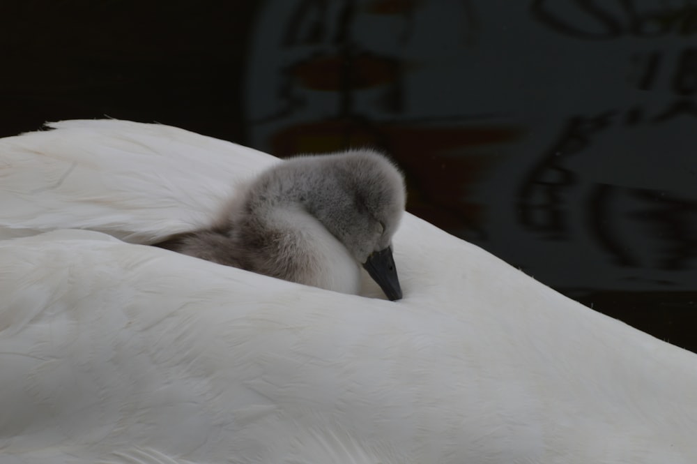 a close up of a white bird with a black beak