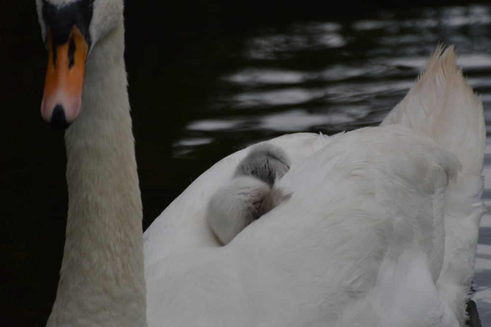 a close up of a swan on a body of water