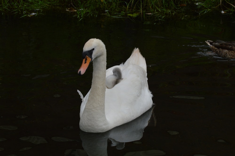 a white swan floating on top of a body of water