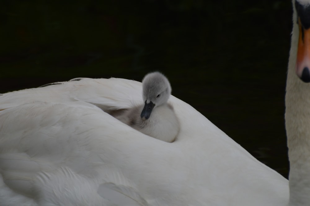 a close up of two birds near one another