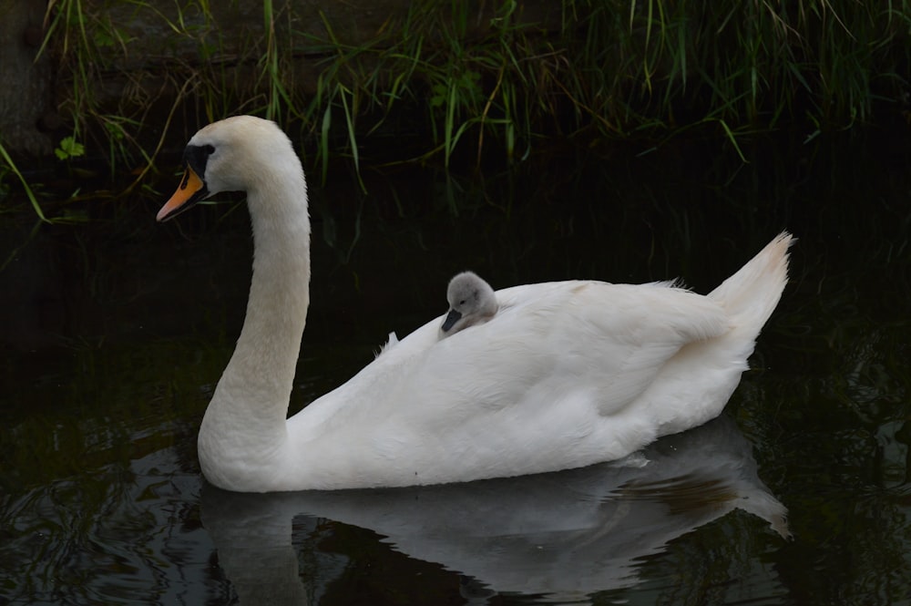a mother swan and her baby swimming in a pond