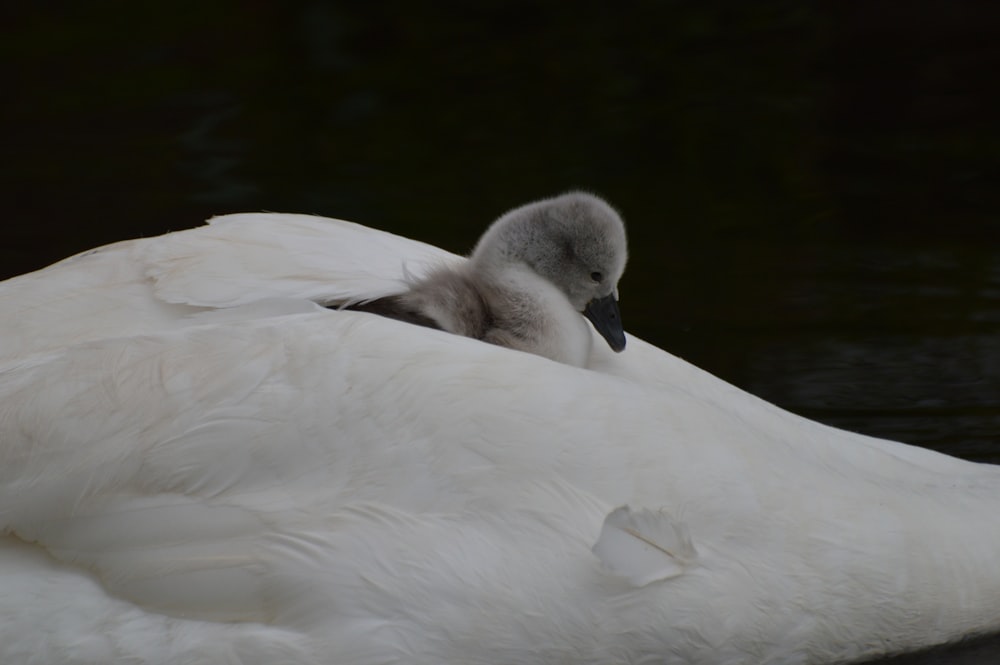 a large white bird with a baby bird on it's back