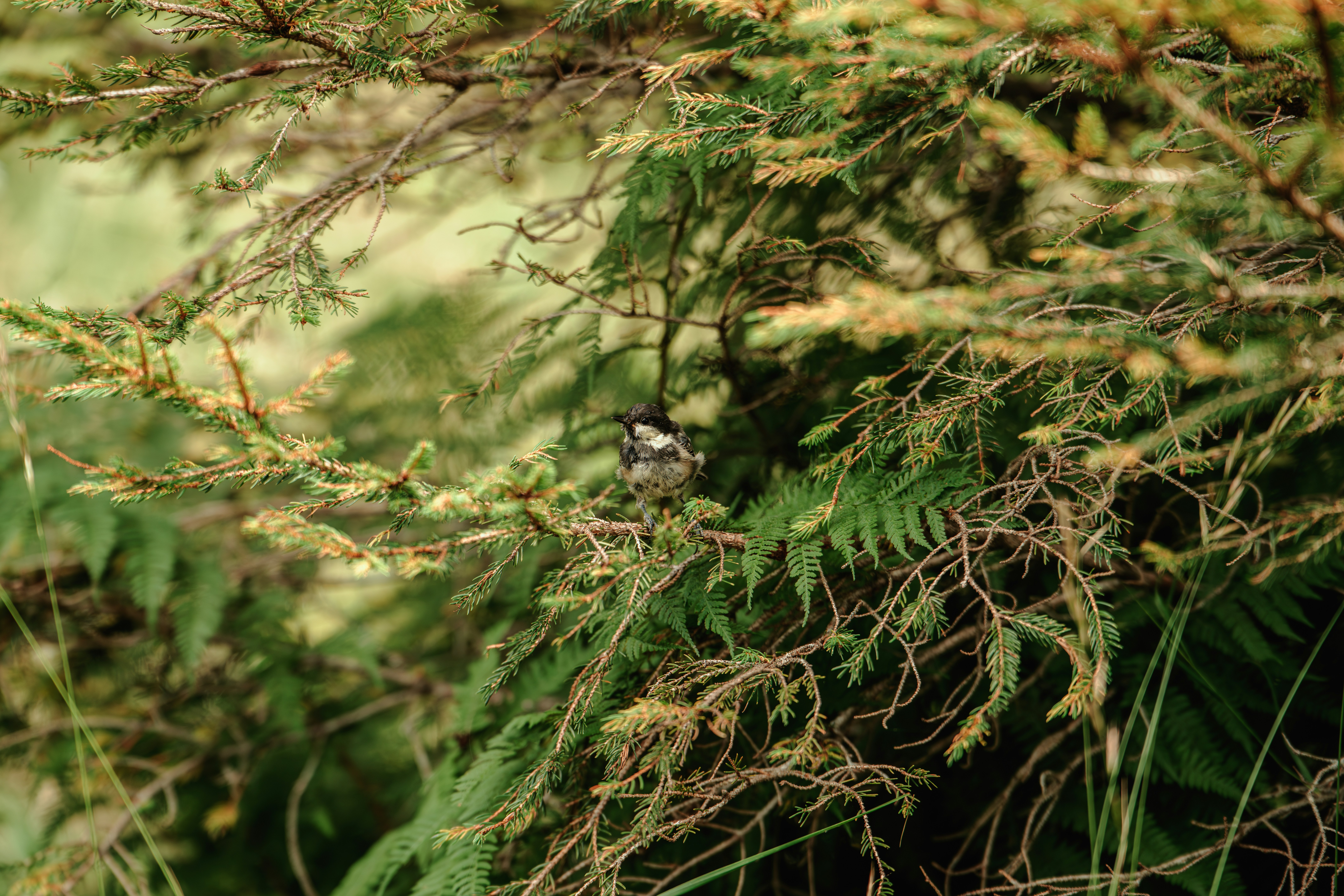 a small bird perched on a branch of a tree