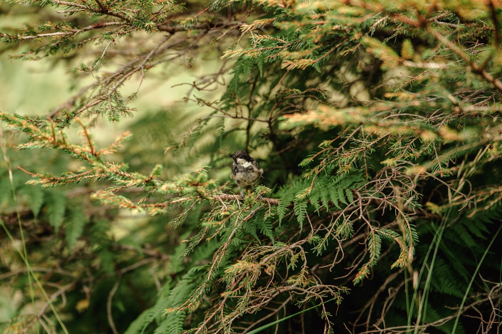 a small bird perched on a branch of a tree