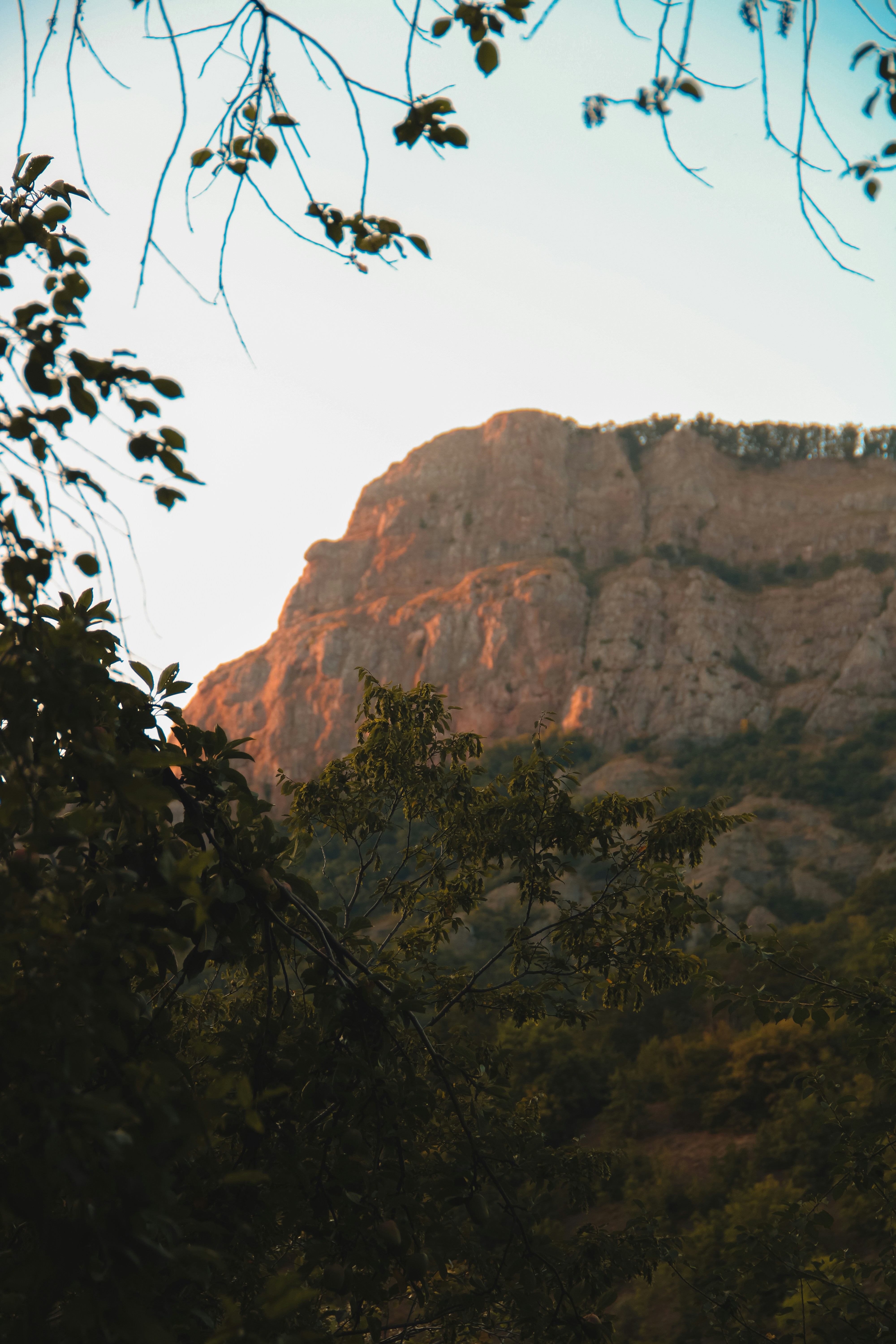 a view of a mountain with trees in the foreground