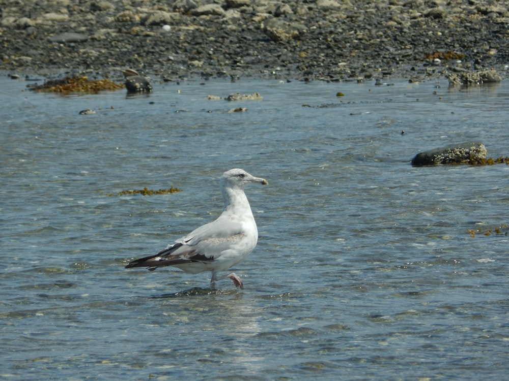 a seagull standing in shallow water on a beach