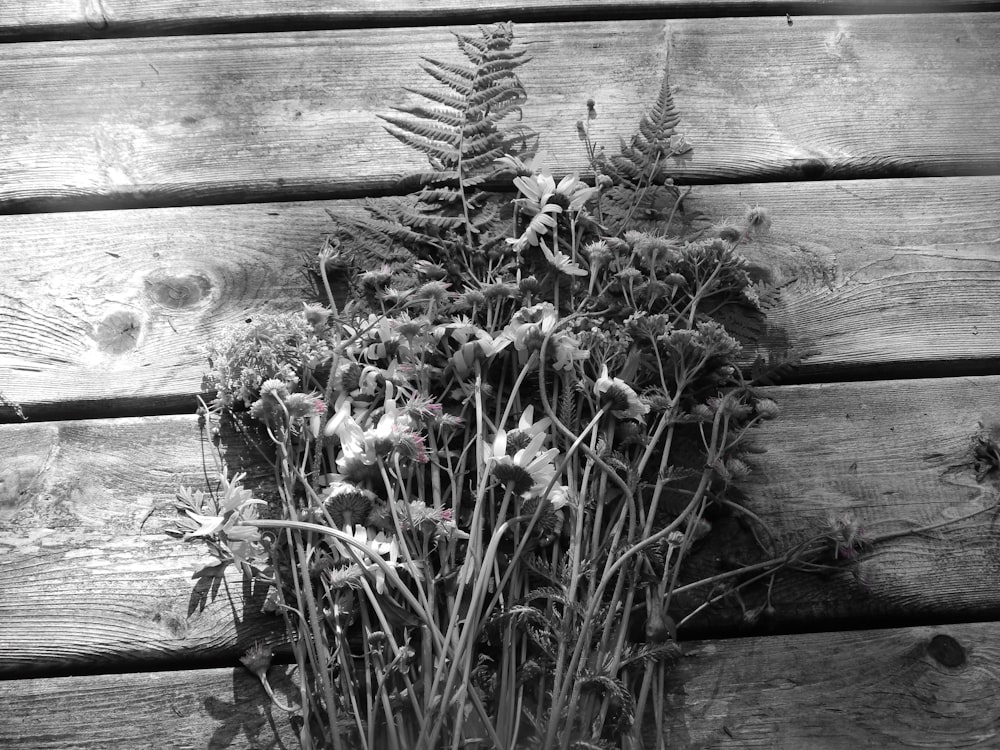 a black and white photo of a bunch of flowers