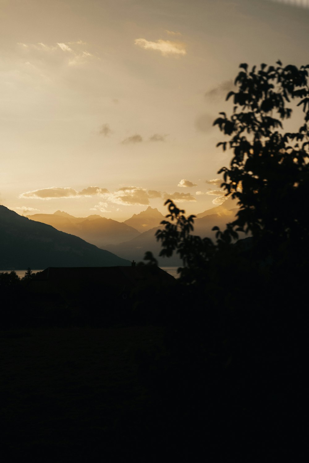 the silhouette of a tree and a mountain in the background