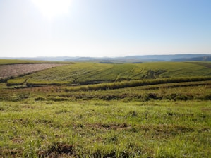 A vibrant farm landscape with green fields under a bright sky, reflecting the spirit of agro.