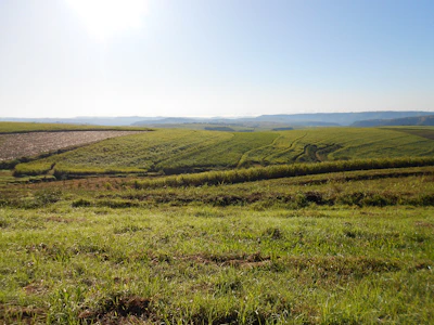 Lush green farm fields under a bright sky, showing thriving crops.