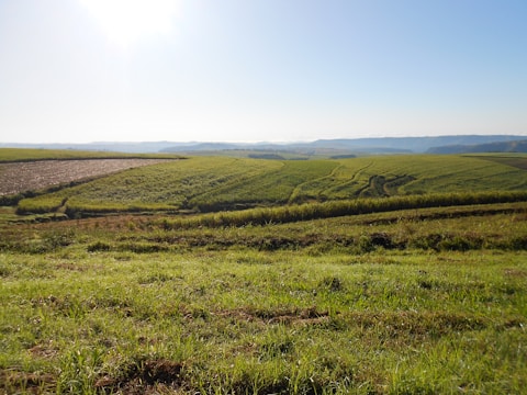 A sunlit landscape of lush vegetable fields stretching to the horizon.