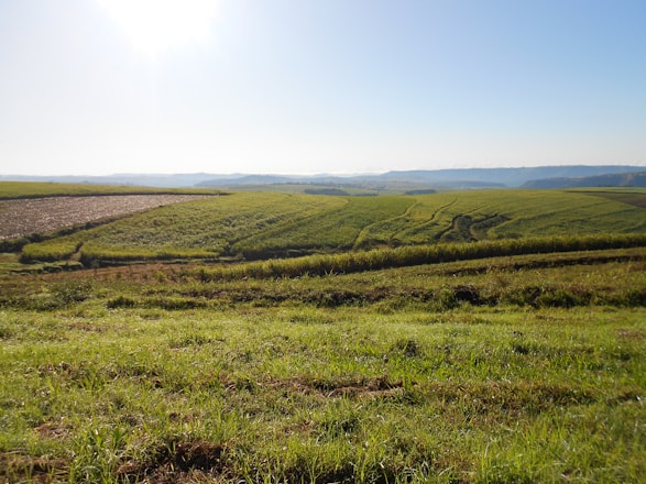 A vibrant farm landscape showing healthy crops and livestock under a bright sky.