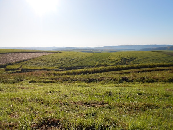 A vibrant farm landscape showing green fields and healthy livestock under a clear sky.