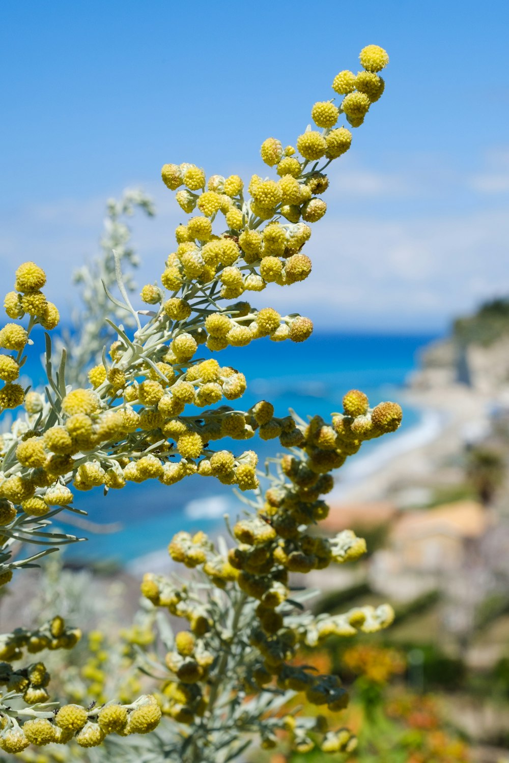 a close up of a plant near the ocean