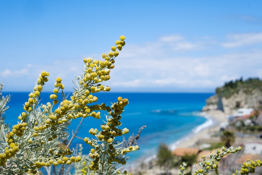 a close up of a plant near a body of water