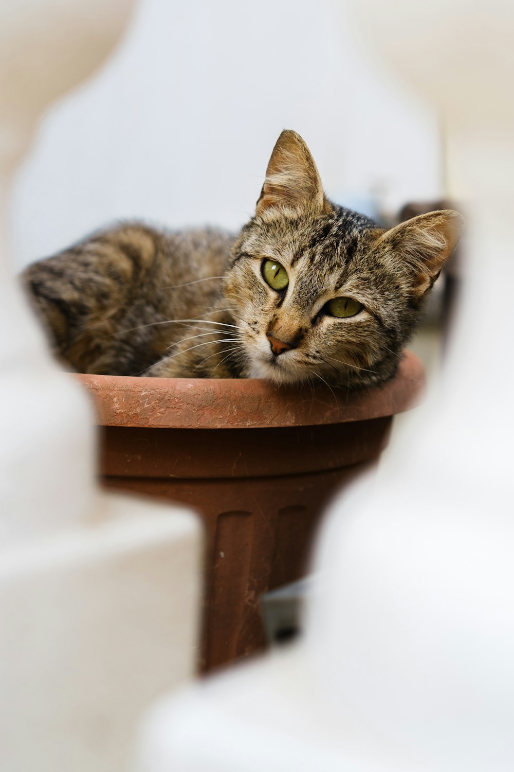 a cat laying on top of a potted plant