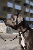 A large Great Dane with a black and white coat is standing on a sidewalk, wearing a black collar. Background shows a modern building with balconies and glass windows.