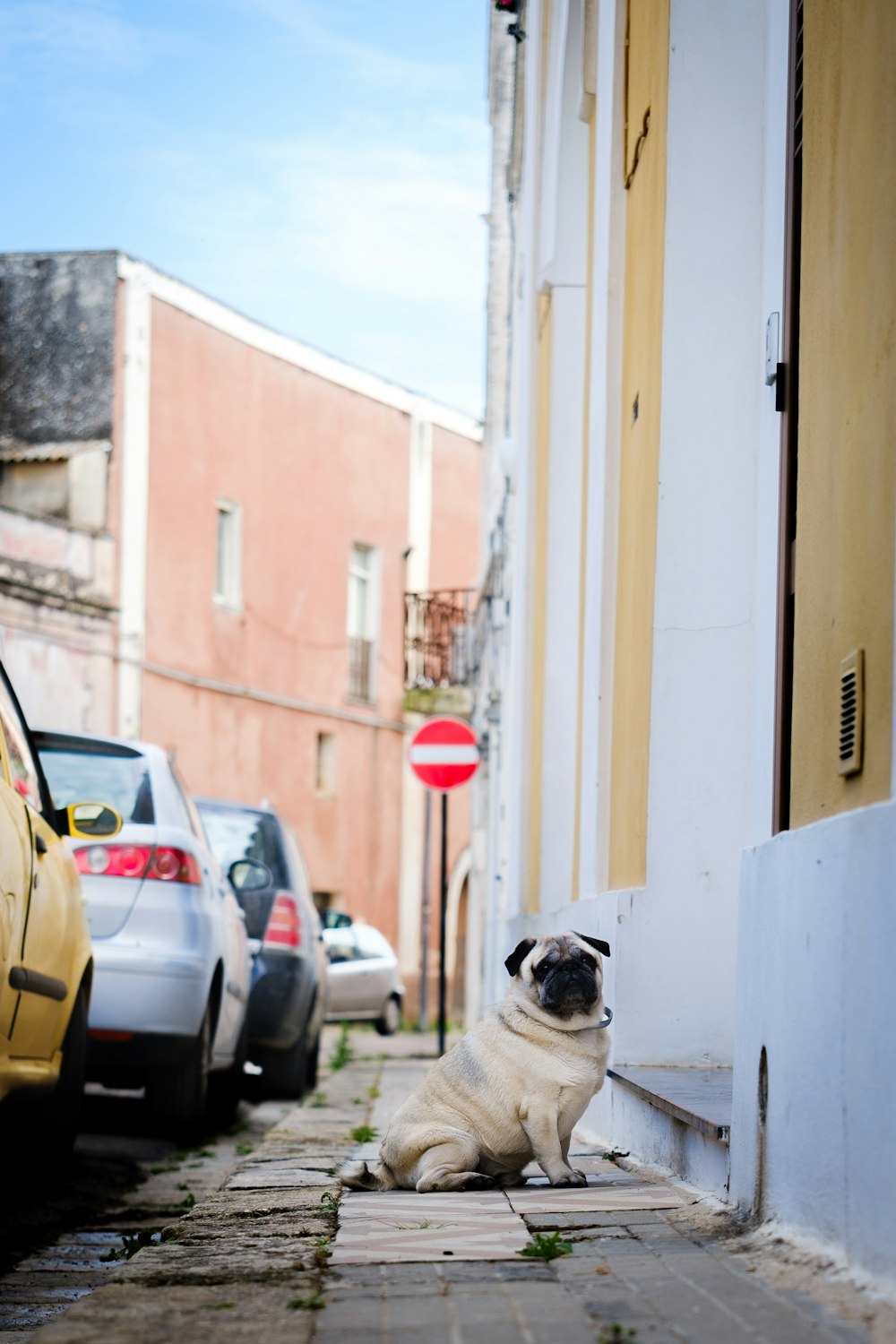 a pug dog sitting on the side of a street