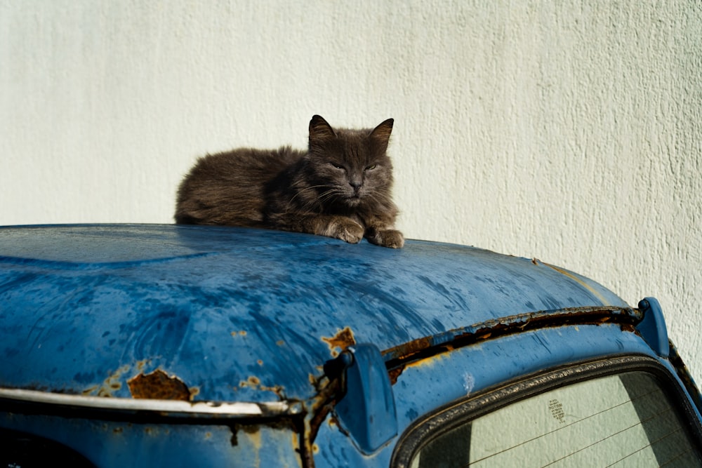 a cat laying on top of a blue car