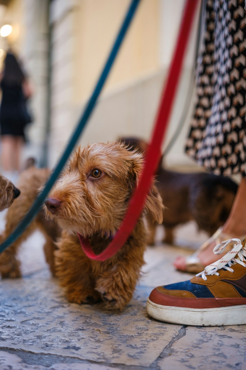 a small brown dog standing next to a person on a leash