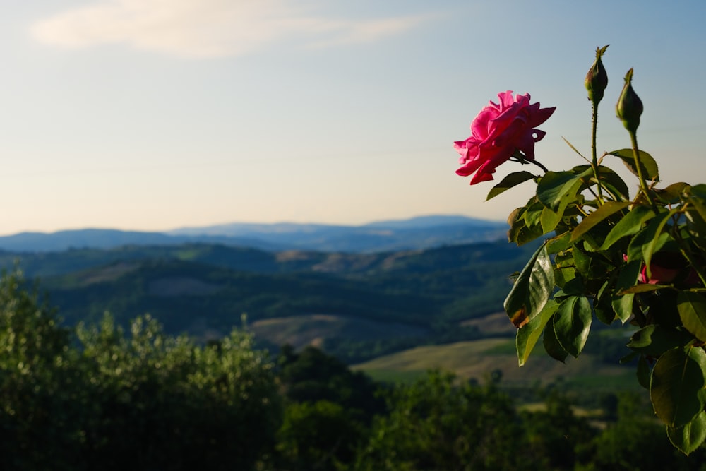 a pink flower with mountains in the background