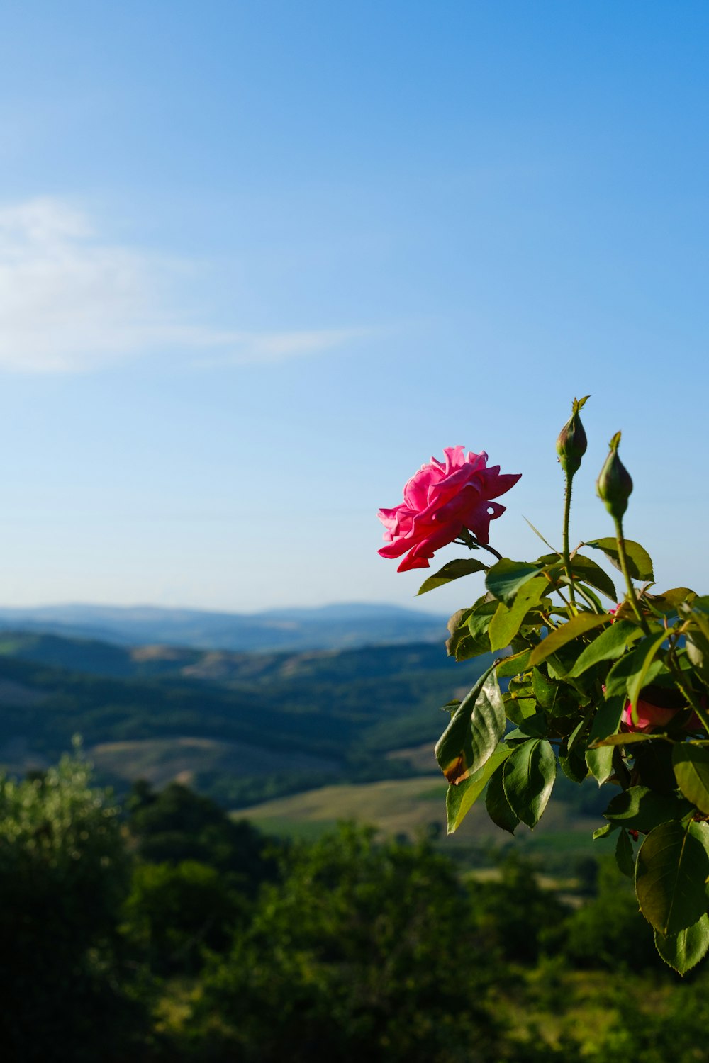 a pink flower is blooming on a tree branch