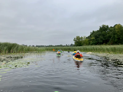 A group of friends paddling kayaks through calm marshlands surrounded by tall grasses.