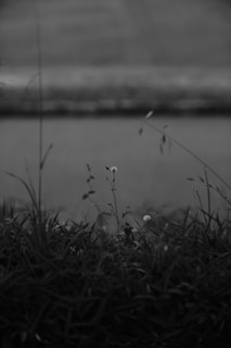 A black and white photograph of tall grasses and a single wildflower in focus. The background is blurred, creating a shallow depth of field. The scene conveys a sense of calm and simplicity.