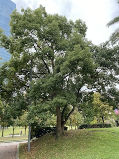 A large, leafy tree stands in the middle of a grassy park area. The tree has a thick trunk and wide-spreading branches filled with green leaves. There's a paved pathway nearby, and a streetlamp is positioned next to the tree. In the background, parts of a tall building and additional trees are visible, contributing to an urban park setting.