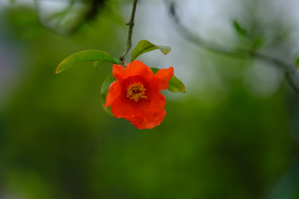 a red flower is hanging from a tree branch