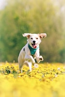 A joyful dog happily playing in the rehabilitation pasture under clear Texas skies.