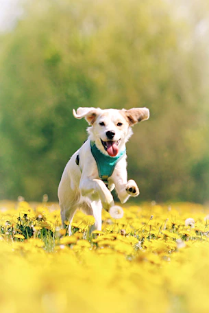 A joyful Podenco dog bounding through a sunlit field, ears perked and tail wagging.
