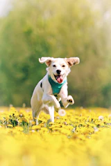 Summer heat safety for Texas dogs