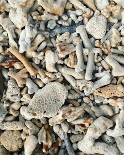 Artistic home decor pieces showcasing bold coral and sandy hues.