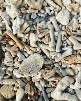 Artistic home decor pieces showcasing bold coral and sandy hues.