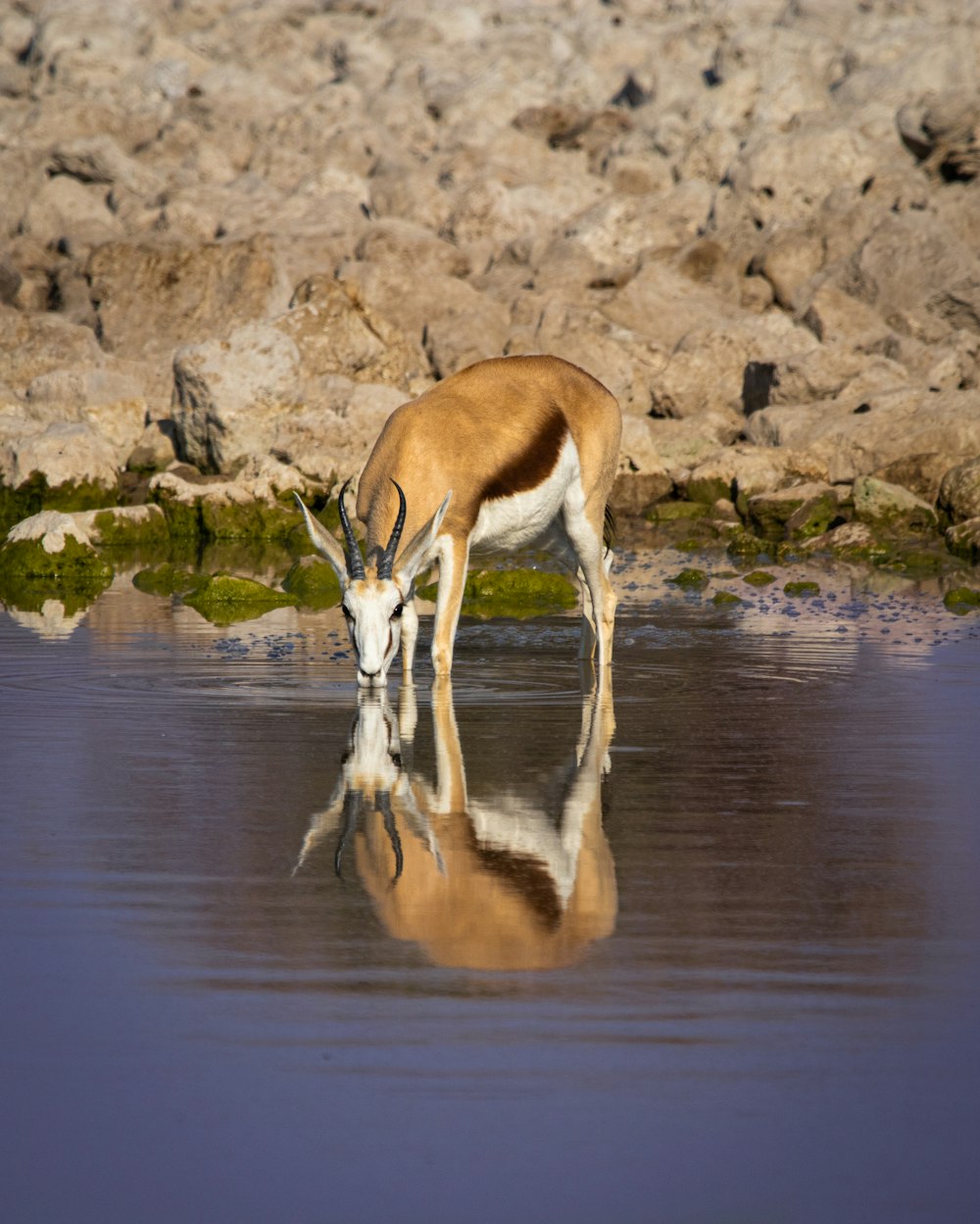 a gazelle drinking water from a body of water