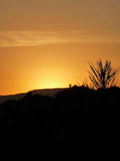 Sunset casting golden light over the San Bernardino mountain peaks with pine trees in silhouette.
