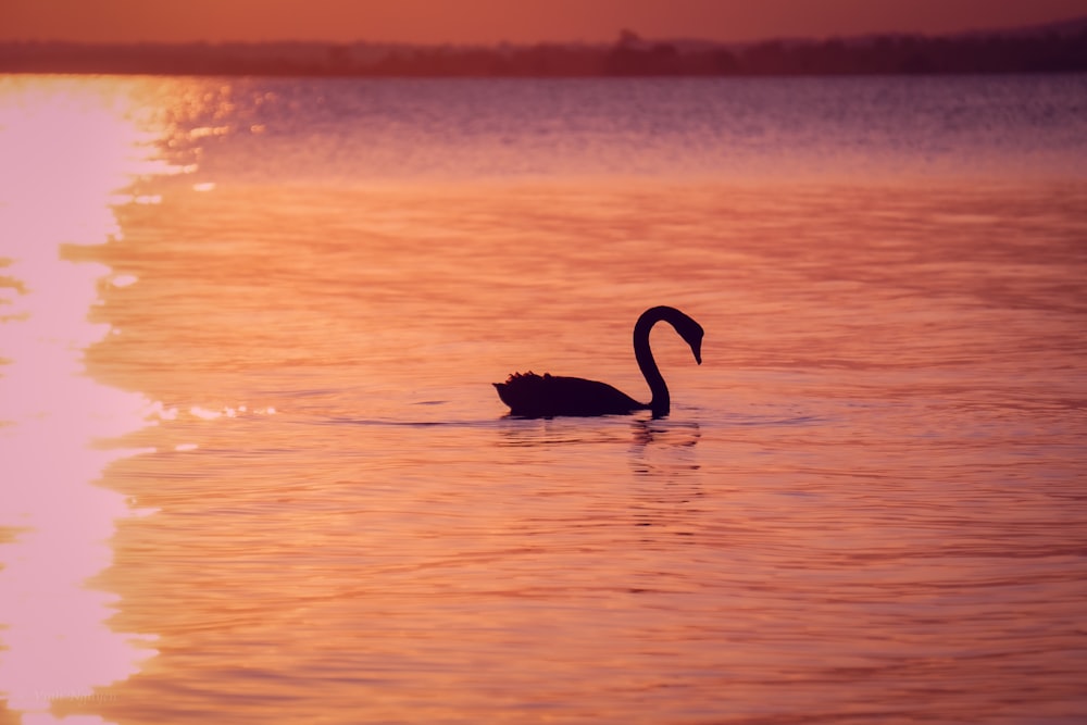 a black swan floating on top of a body of water