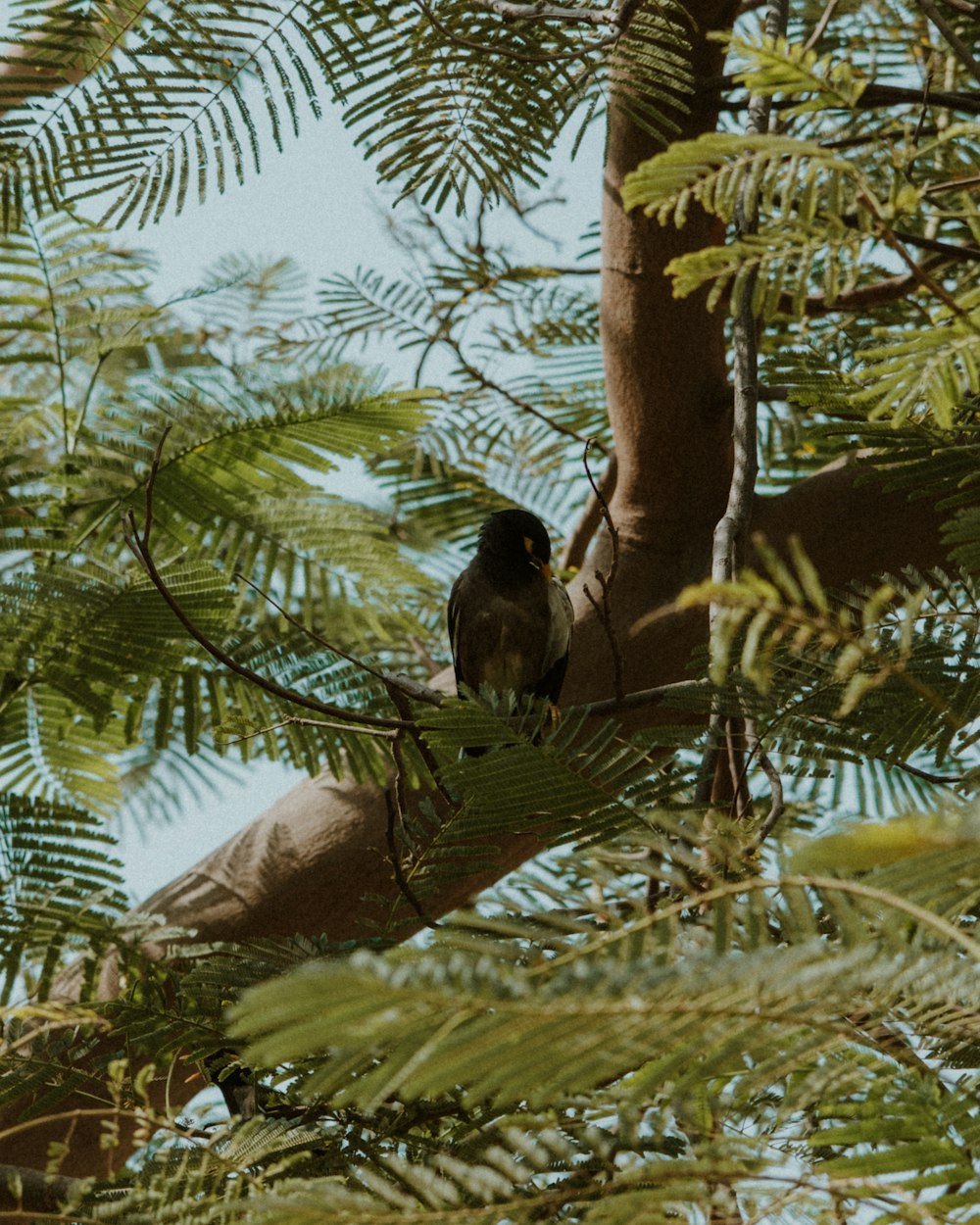 a bird sitting on a branch of a tree