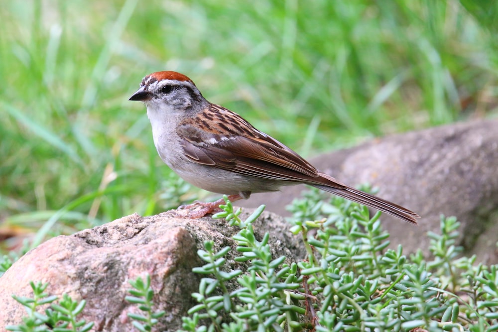 a small bird sitting on top of a rock