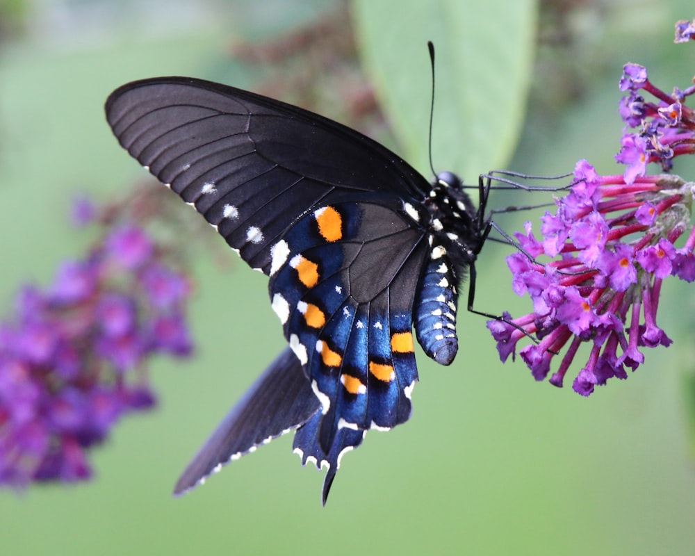 a black and orange butterfly sitting on a purple flower