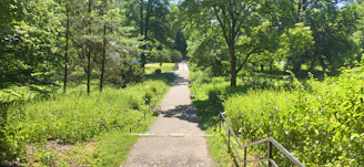 A serene pathway through a quiet park symbolizing clear direction and recovery