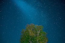 A night sky filled with stars and a bright beam of light shining down. At the bottom of the image, the top of a leafy green tree is visible.