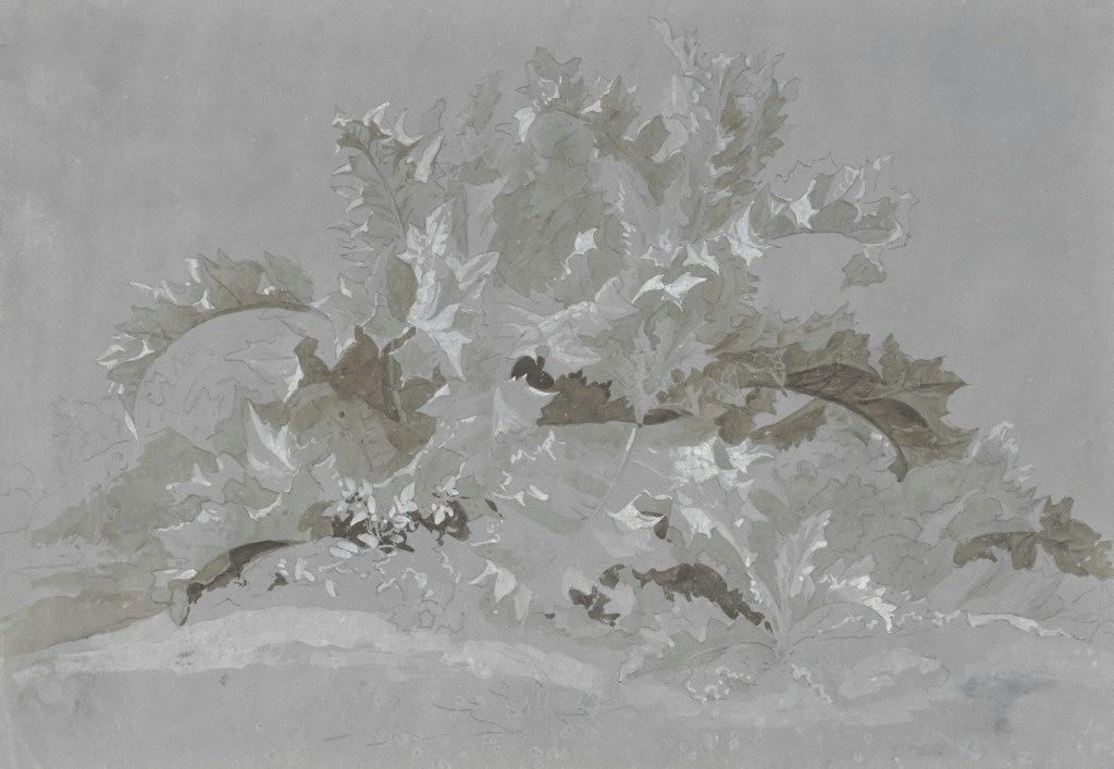 Quiet Botanical Study